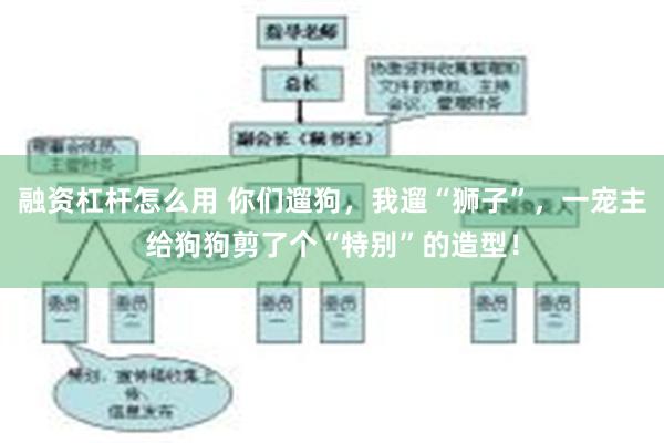 融资杠杆怎么用 你们遛狗，我遛“狮子”，一宠主给狗狗剪了个“特别”的造型！