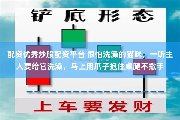 配资优秀炒股配资平台 很怕洗澡的猫咪，一听主人要给它洗澡，马上用爪子抱住桌腿不撒手